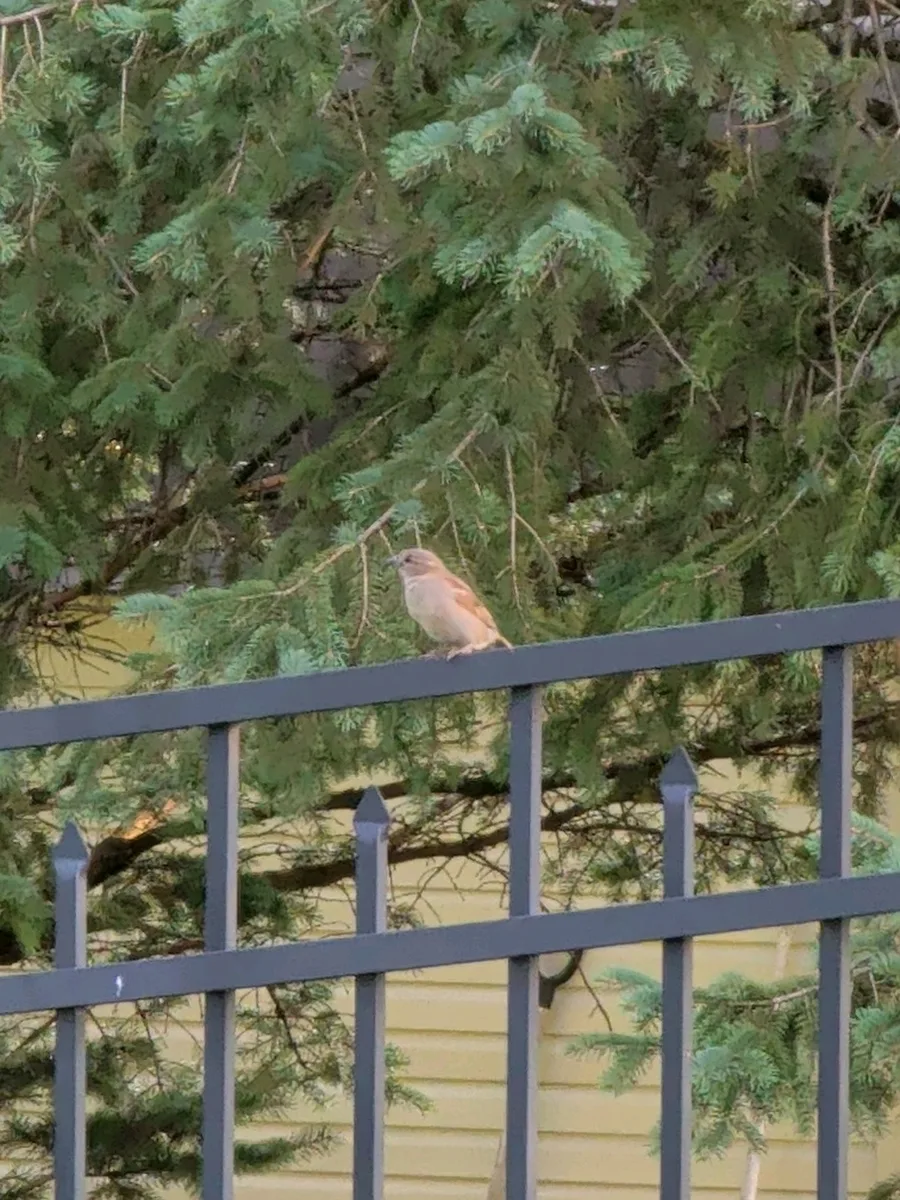 A House Sparrow perched outdoors